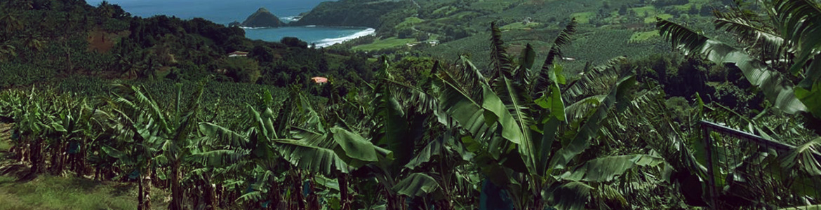 Paysage de Martinique © J Sainte Rose -Cirad